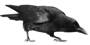 Raven PNG-71428